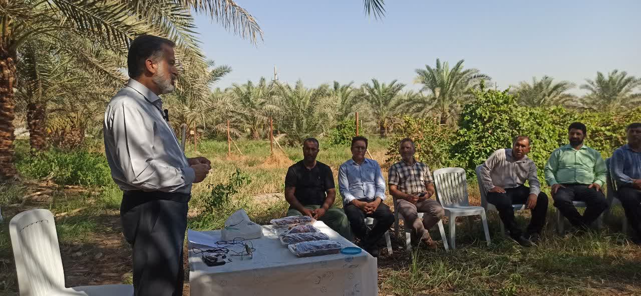 دزفول در مسیر تبدیل شدن به قطب تولید خرما در کشور