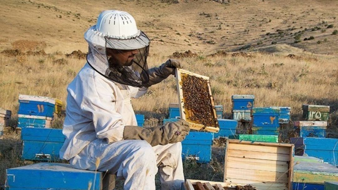 آغاز سرشماری زنبورستان های دزفول