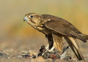 رهاسازی یک بهله شاهین در طبیعت دزفول