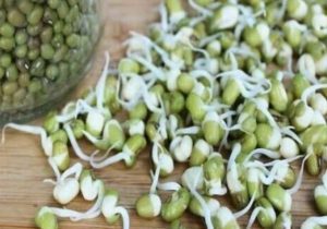 آغاز برداشت مکانیزه محصول ماش در شهرستان دزفول