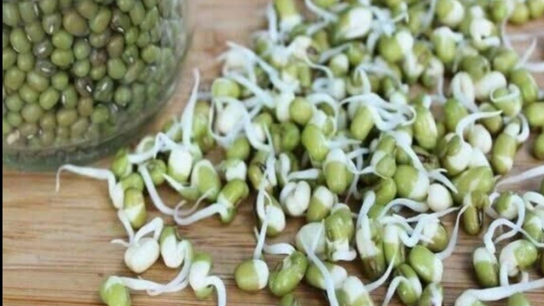 آغاز برداشت مکانیزه محصول ماش در شهرستان دزفول