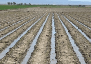 آغاز کشت چغندر قند در دزفول با تعیین سهمیه ۳۵۰۰ هکتاری