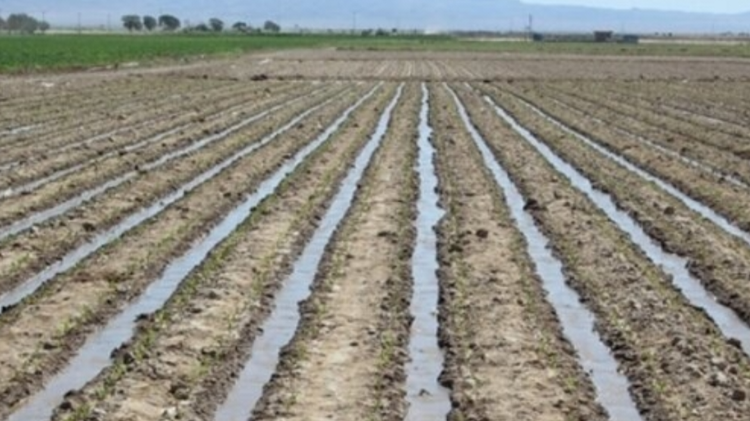 آغاز کشت چغندر قند در دزفول با تعیین سهمیه ۳۵۰۰ هکتاری