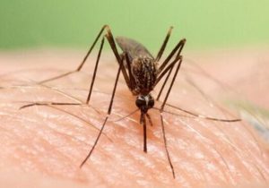 ۲۰۴۳  نقطه پرخطر برای تکثیر پشه آئدس در دزفول شناسایی شد