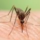 ۲۰۴۳  نقطه پرخطر برای تکثیر پشه آئدس در دزفول شناسایی شد