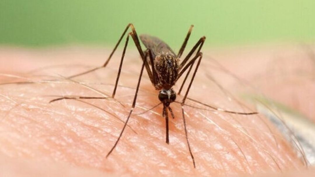 ۲۰۴۳  نقطه پرخطر برای تکثیر پشه آئدس در دزفول شناسایی شد