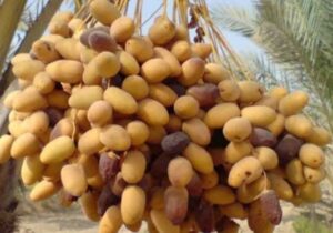 پیش‌بینی برداشت ۱۵۰۰ تن خرما از نخیلات دزفول