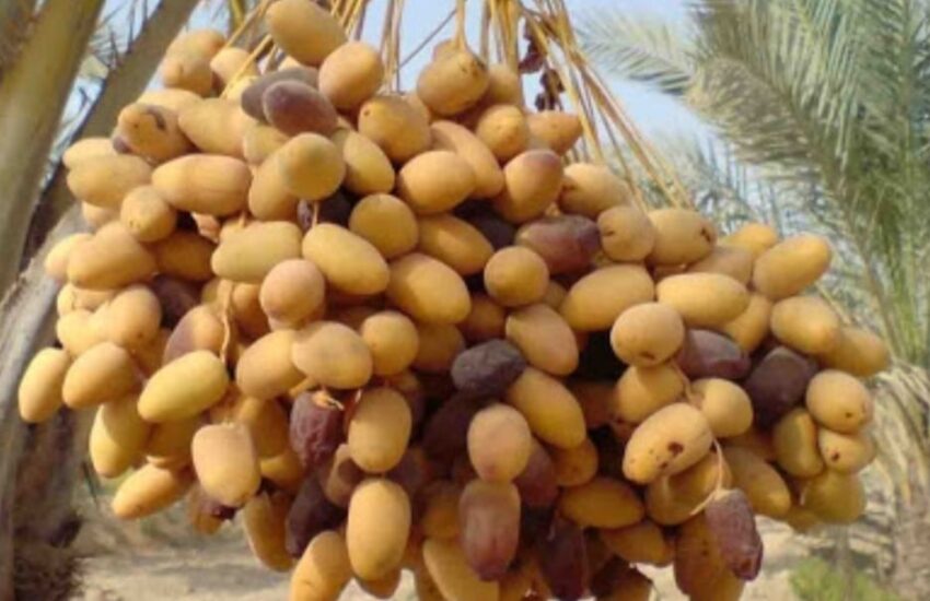 پیش‌بینی برداشت ۱۵۰۰ تن خرما از نخیلات دزفول