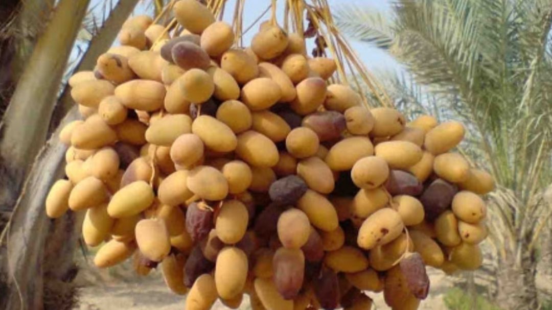 پیش‌بینی برداشت ۱۵۰۰ تن خرما از نخیلات دزفول