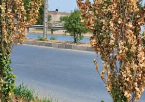 خشک شدن درختان صنوبر کاشته شده در بلوار خیبر دزفول