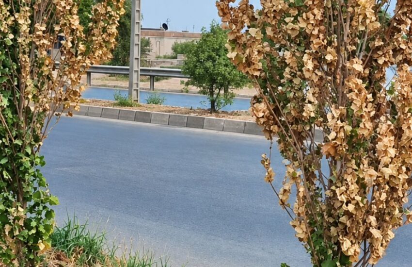 خشک شدن درختان صنوبر کاشته شده در بلوار خیبر دزفول