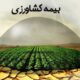 اطلاعیه تمدید مهلت بیمه محصولات تابستانه؛ فرصتی برای کاهش ریسک تولید در دزفول
