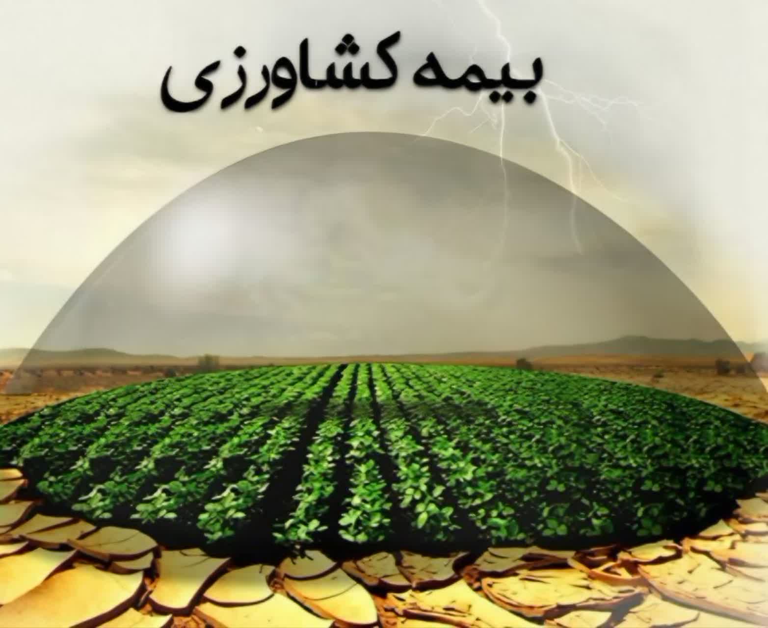 اطلاعیه تمدید مهلت بیمه محصولات تابستانه؛ فرصتی برای کاهش ریسک تولید در دزفول